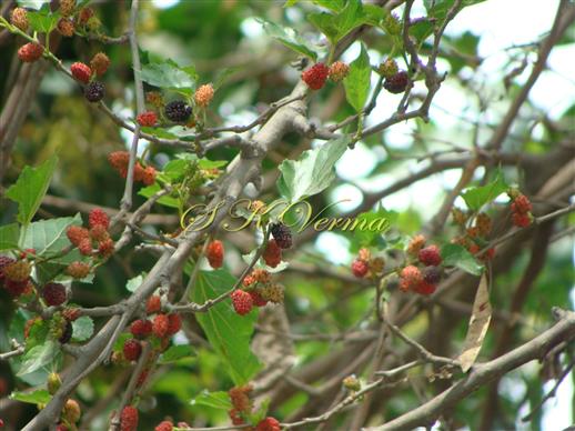  Fruits (Sorosis)